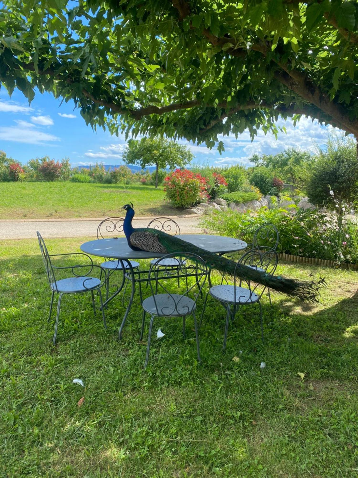 Le Domaine D'Adrien Appartement Larnage Buitenkant foto